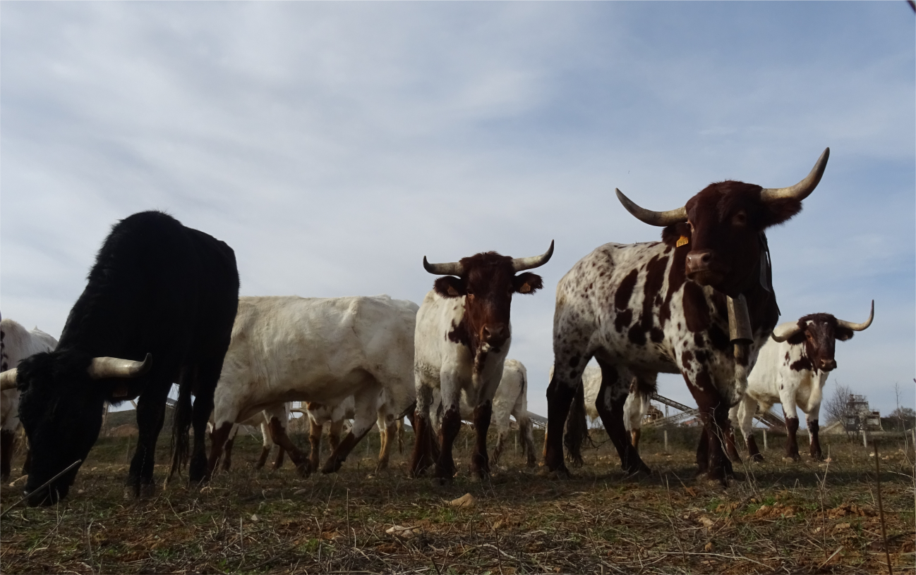 Reportaje de Mundotoro a la ganadería de El Uno