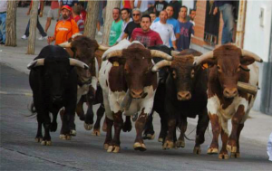 Nuestros bueyes en los populares encieeros de Villaseca de la Sagra en 2018