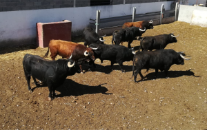 LLegada de toros a la ganadería de El Uno para la temporada 2019